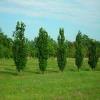 Field Grown 'Upright' English Oaks.  Quercus robur 'Fastigiata'
An upright, columnar, deciduoud tree which eventually matures into a dense elongated oval shape with a short trunk.  Makes a striking landscape specimen.
