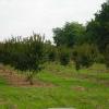 Field Planted Crepe Myrtles
