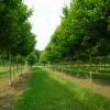 Field Grown Autumn Blaze Maples.  Acer x freemani.  One of the Best Red Maple Cultivars.  Rapid vigorous growth, Very Hardy, Clay soul and Drought tolerant.